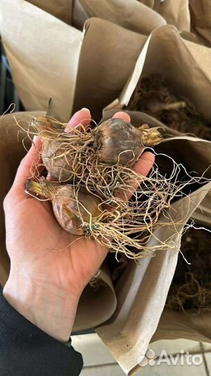 Луковицы синих ирисов