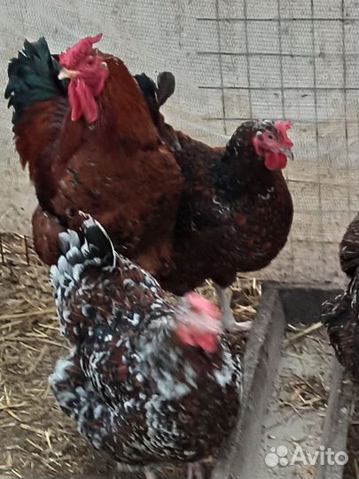 Ливенские ситцевые и Пушкинские