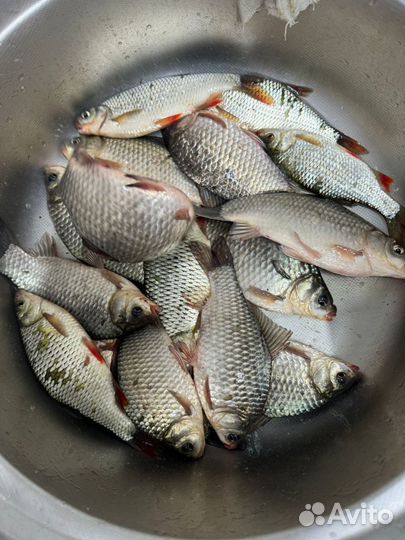 Рыбалка на Дону