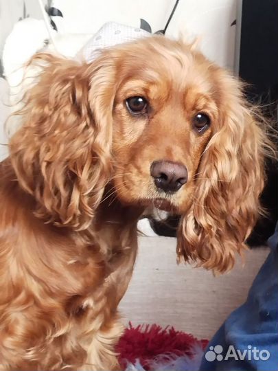 Передержка собак маленьких пород