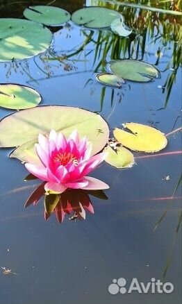 Нимфеи лилии, растения для пруда и прибрежной зоны