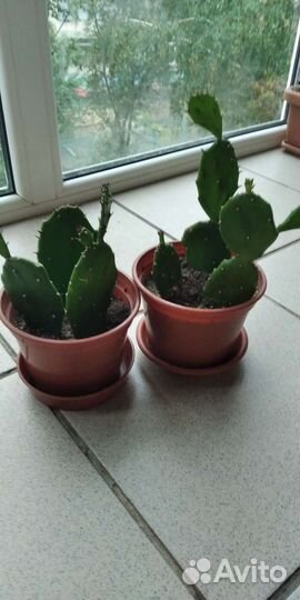 Эхинопсис,сансевьера,опунция, переския,хойя