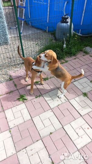 Мини гостиница для собак