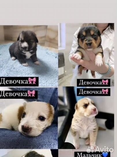 Собака в добрые руки щенок