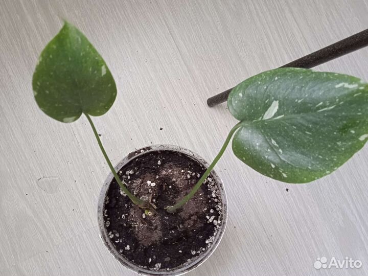 Монстера тайское созвездие