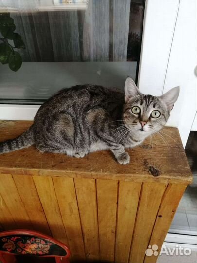 Кошка Элис в дар. Доставка