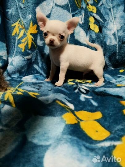 Щенки чихуахуа