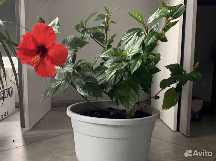 Гибискус китайская роза комнатные растения