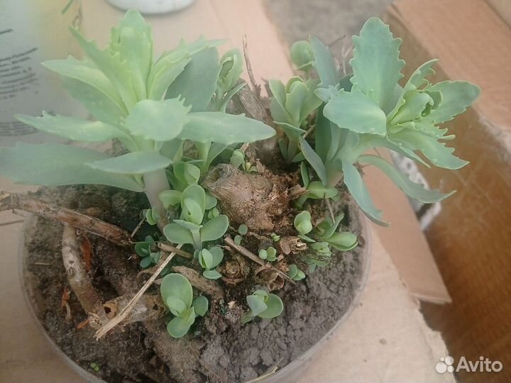 Цветы, кусты, многолетк