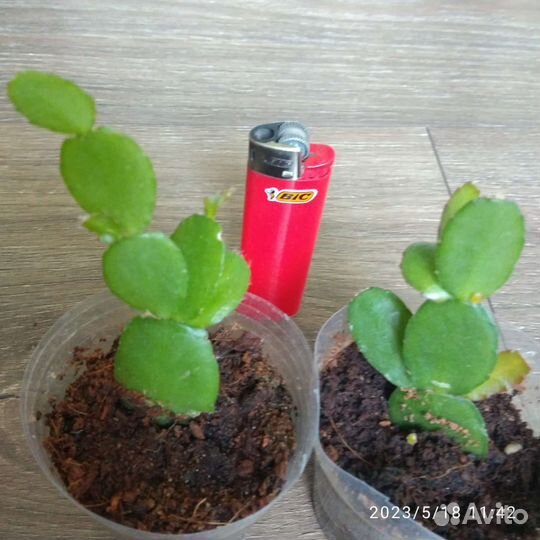 Декабрист/суккулент/эпифит/комнатные растения/рипс