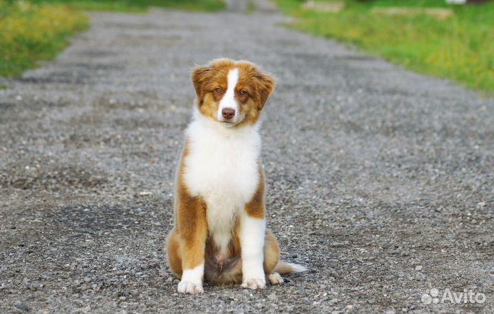 Австралийская овчарка (аусси)