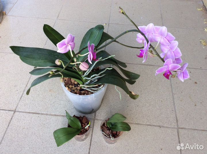 Орхидея фаленопсис