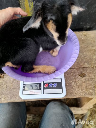 Камерунские козы