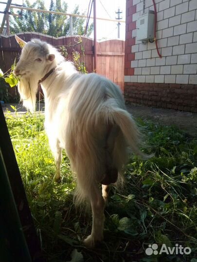 Козел зааненский