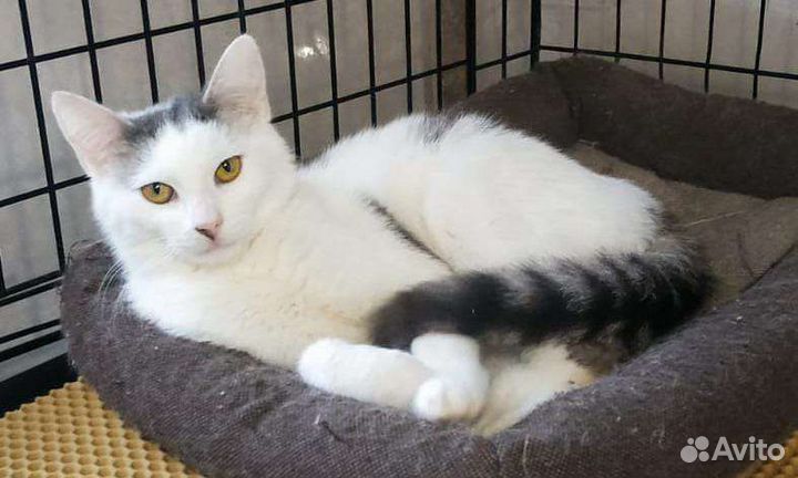 Кошка ищет дом