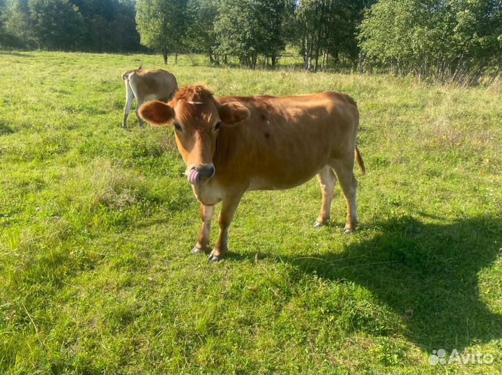 Коровы, нетели, телки, сырного направления, Джерси