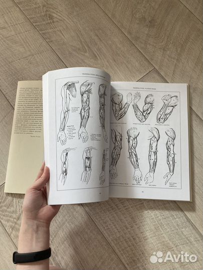 Эндрю Лумис. Рисование фигуры