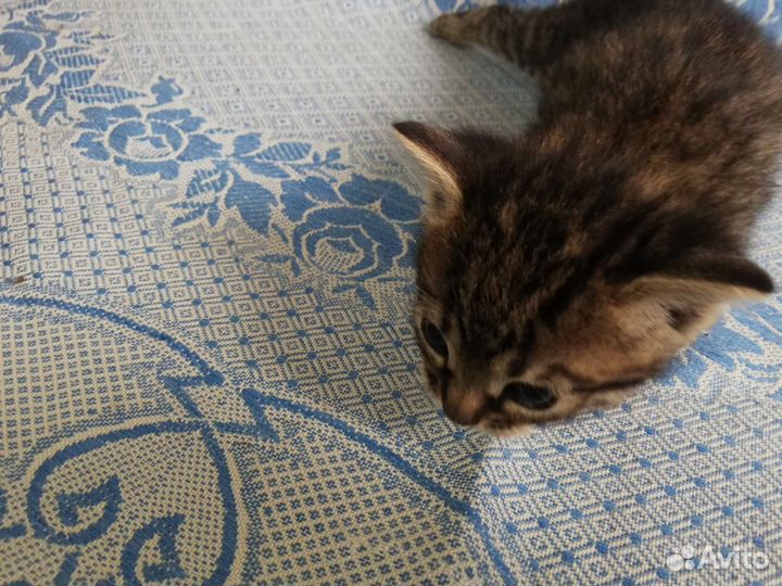 Серенький котик мальчик