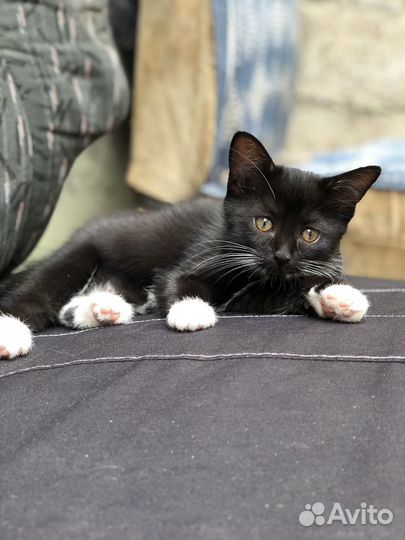 Котята в добрые руки, Метисы