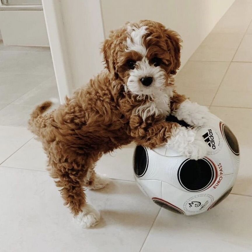 Кавапу. Мальтипу. Cavapoo. Ред Браун