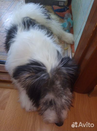 Щенок мальчик