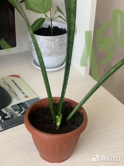 Комнатные цветы