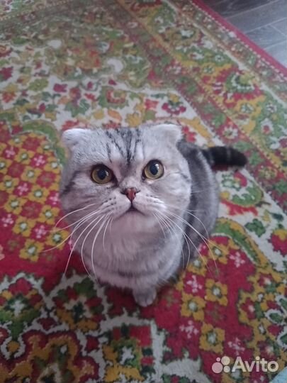 Шотландский кот вязка