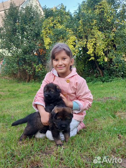 Щенки немецкой овчарки рабочего разведения
