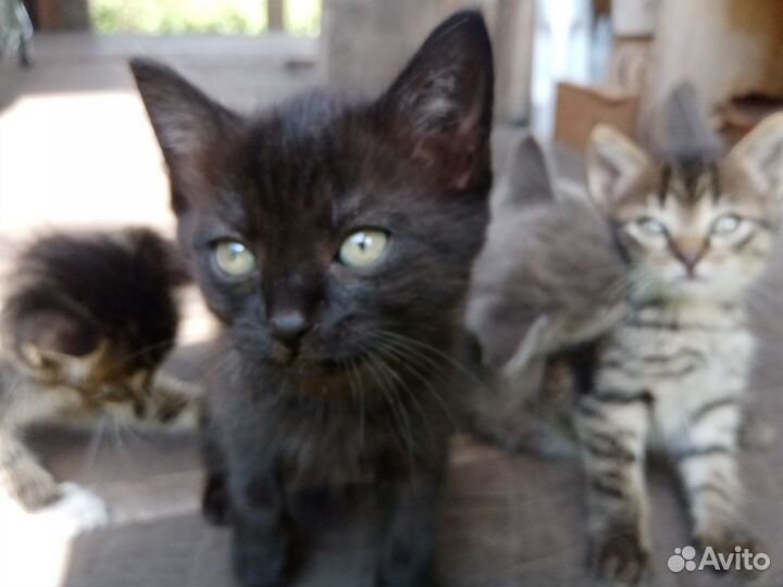 Черный котенок от мышеловки