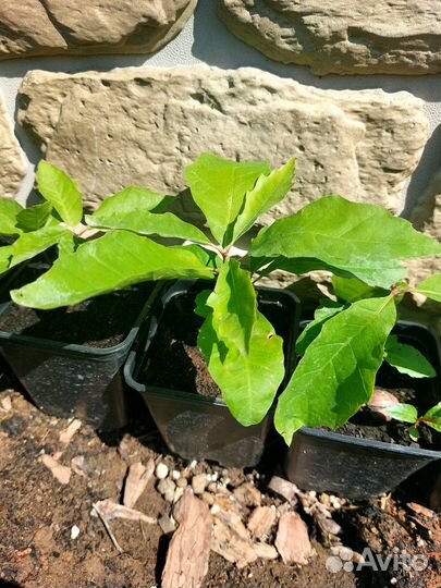 Дуб красный саженцы