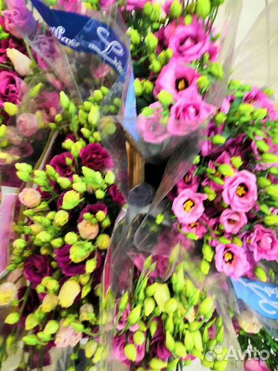 Эустома. Лизиантус. Оптом и в розницу