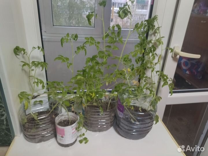 Рассада помидор и перцев