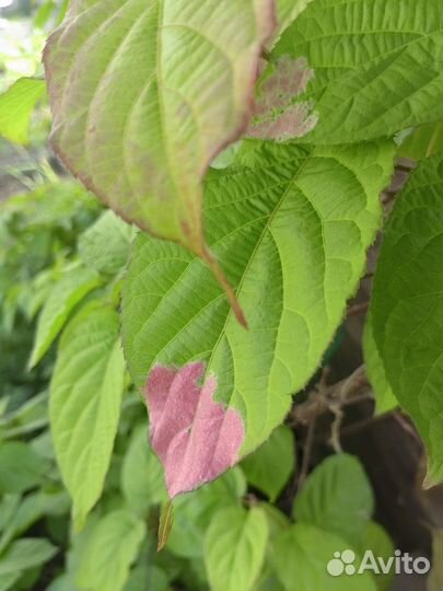 Актинидия коломикта