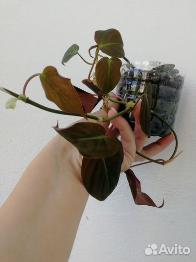 Филодендрон миканс