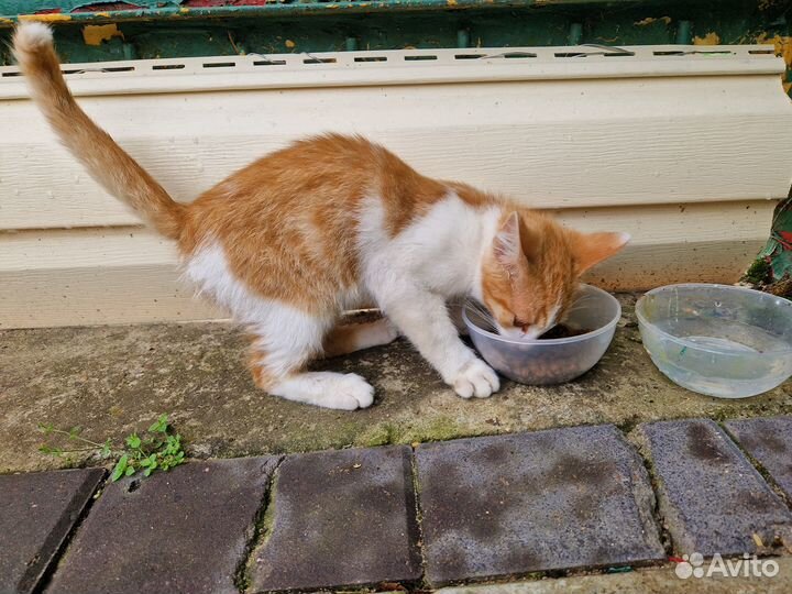 Отдам в добрые руки котенка мальчика