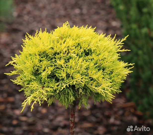 Можжевельник Кинг оф спринг на штамбе