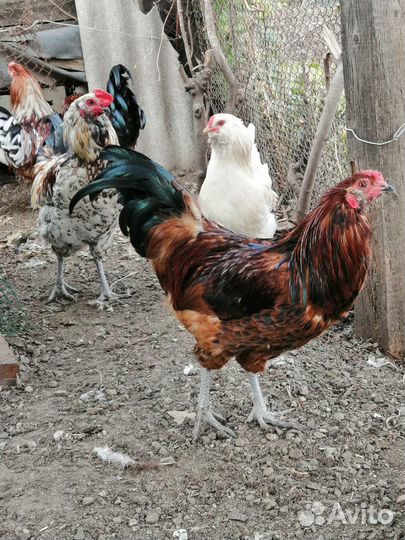 Молодые петухи