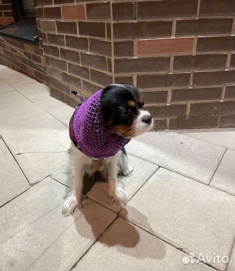 Шапка для собаки