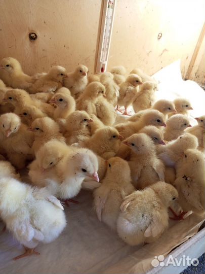 Цыплята суточные