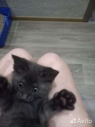 Отдам котëнка британца