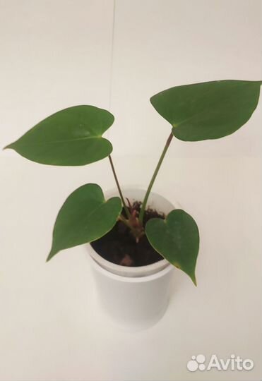 Антуриум красный