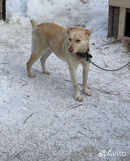 Красотка Синди