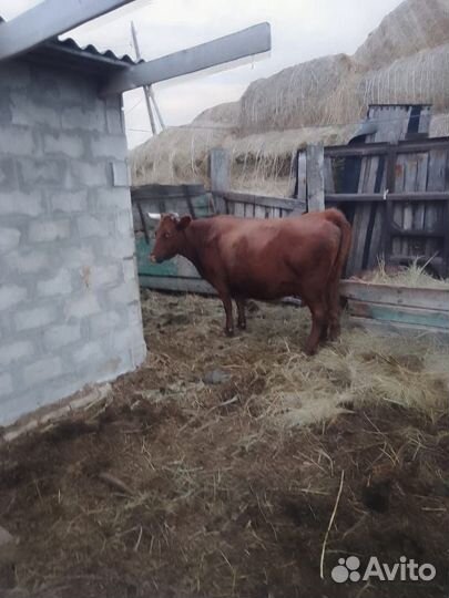 Корова стельная дойная