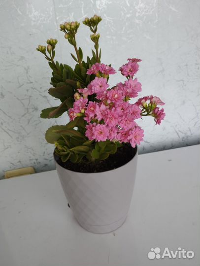 Каланхоэ декоративный розовый
