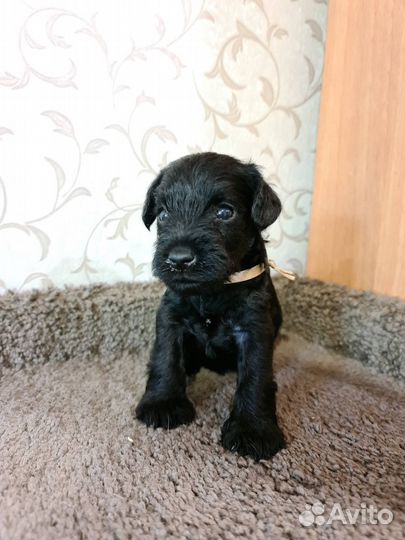 Цвергшнауцер