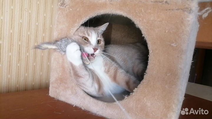 Кошечка в добрые руки