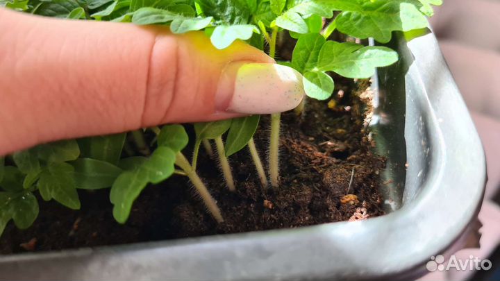 Рассада помидор. Байкальчики