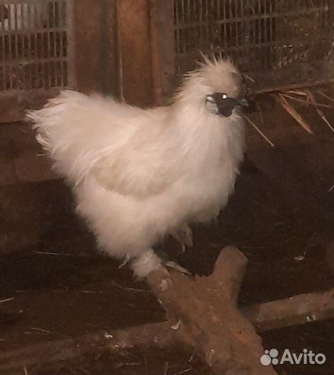 Петух китайский шелковый