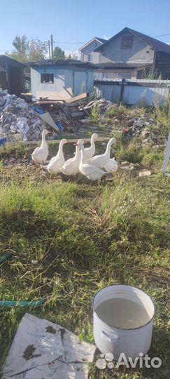 Продам гусей на мясо