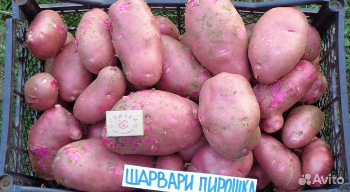 Шарвари Пирошка картофель